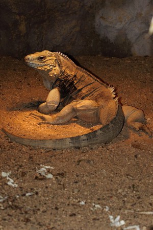 zoopark-zajezd-mala-rodinna-zoo-nedaleko-kladna
